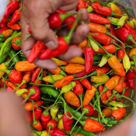 Red Cayenne Pepper Isolated on White Spicy and Hot Chili