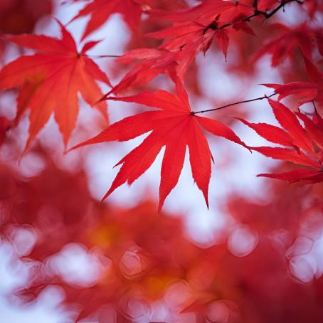 Red maple momiji leaves during Japans autumn season, blurred background beauty