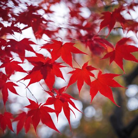 Red maple momiji leaves on a blurred autumn background in Japan