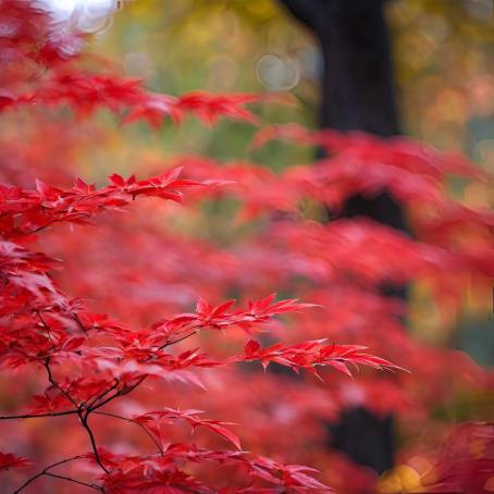 Red momiji leaves in a serene Japanese autumn setting with a soft blurred background