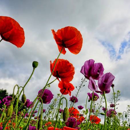 Red Poppy Highlighted in a Field of Wild Poppies