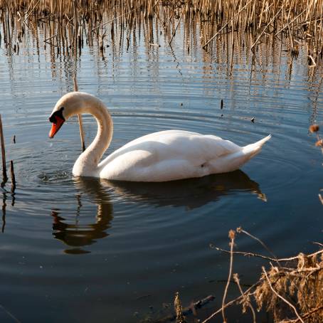 Reflective Mute Swan Floating in Tranquil Waters