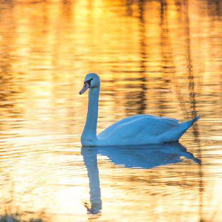 Reflective Mute Swan in a Peaceful Lake Setting