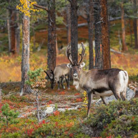 Reindeer in Forollhognas Autumn Landscape