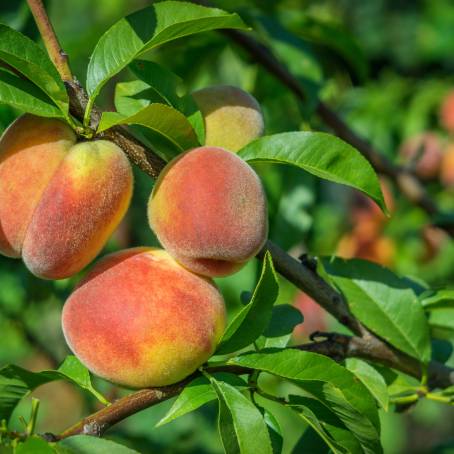 Ripe Peach in Orchard CloseUp and Details