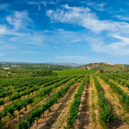 Rolling vineyard hills basking in sunlight, nurturing future wines.