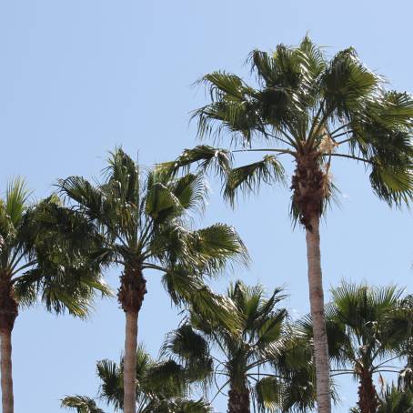 Saw Palmetto Tree Group in Ecological Context Sabal Palm, Serenoa Repens