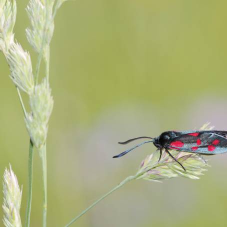 Saxony July Moths Zygaena filipendulae