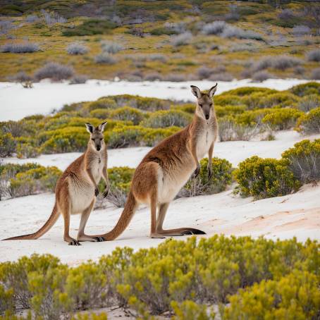 Scenic Lucky Bay with Kangaroos in Australia