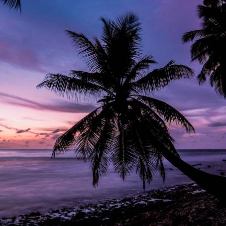 Scenic Tropical Beach with Palm Trees and Crystal Clear Water