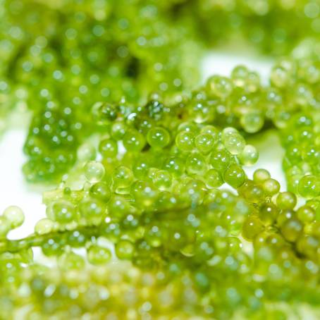 Sea Grapes Green Caviar Soft Focus on White Isolated Background