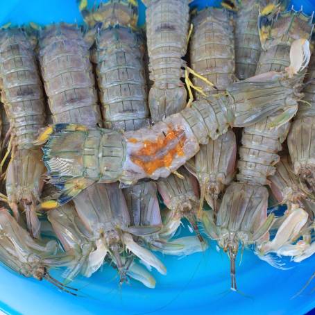 Seafood Close Up Fresh Mantis Shrimp on Ice from Thai Market