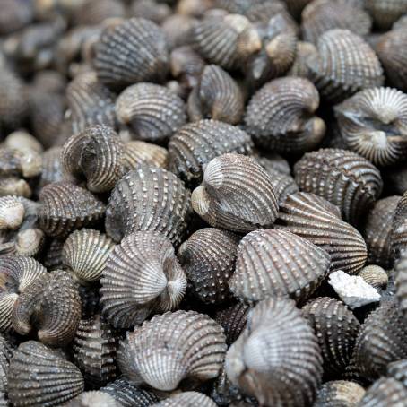 Seafood on Ice Brown Cockles Abstract Background with Raw Scallops