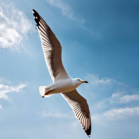 Seagull Gliding Across the Blue Sky  Stunning Bottom Up View of a Bird in Motion