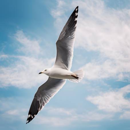 Seagull in Flight with Blue Sky Background  Captivating Bottom Up View of a Bird Soaring High