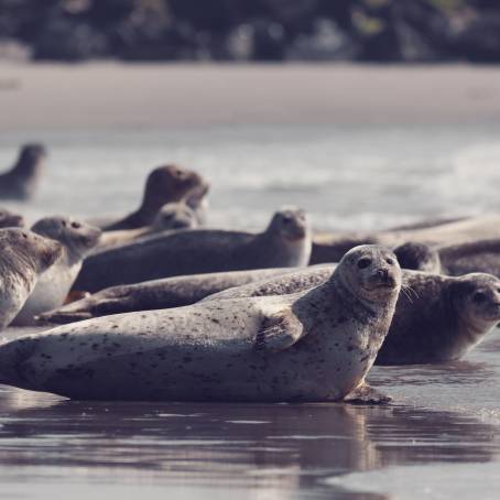 Seal Pup and Dam on Helgoland Dune Island Beach