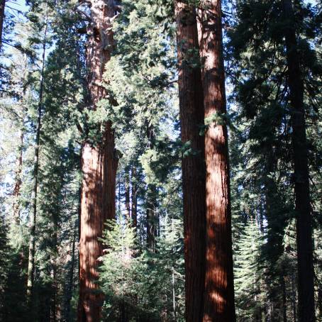 Sequoia National Park Home of General Sherman