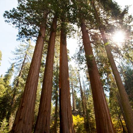 Sequoia National Park Home of the Giant Sequoias