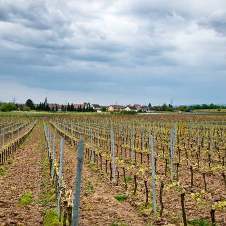 Serene grape field on vineyard hills, ripe for summer wine production.