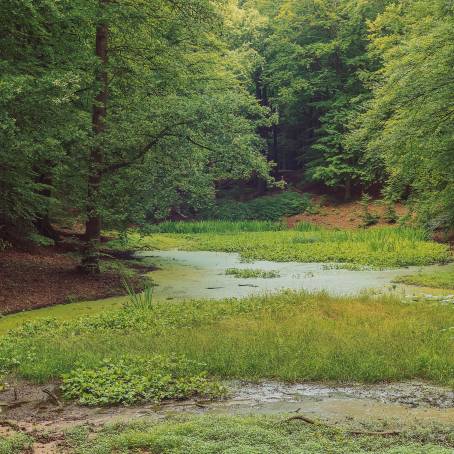 Serene Green Forest Enveloped in Mystical Fog Tranquil Nature View