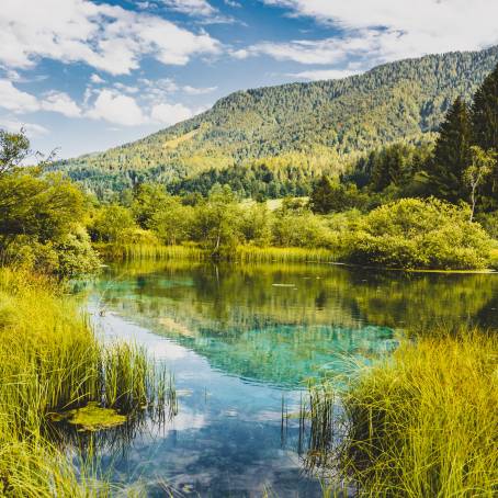 Serene Morning in Zelenci Nature Reserve, Slovenia