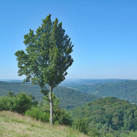 Serene Twilight in Palatinate Forest, Dahner Felsenland