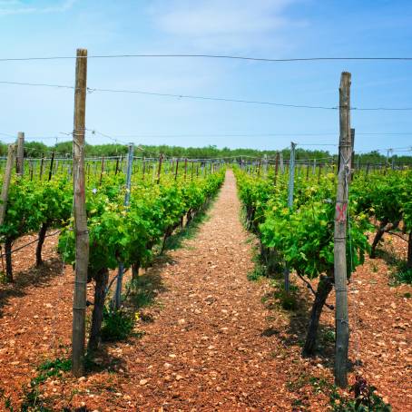 Serene vineyard rows, sunlit hills growing grapes for fine wine.