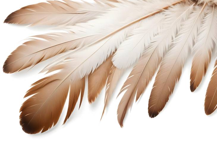 Single Hawk Feather Isolated on White Background Detailed and Delicate Nature Photography