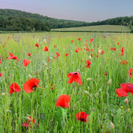 Single Red Poppy in a Poppy Dotted Meadow