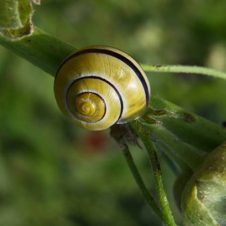 Small Snail in German Garden