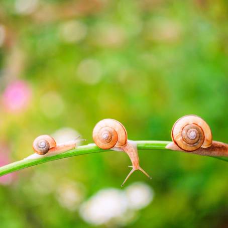 Small Snail in German July Garden