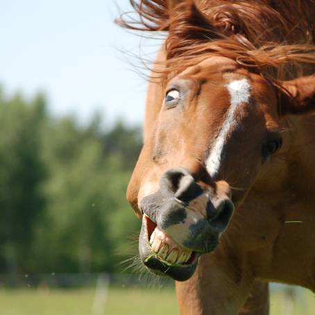 Smiling Horse at Latvian Zoo