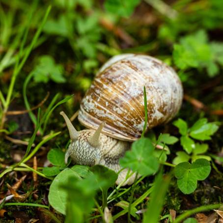 Snail in July German Garden