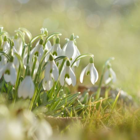 Snow and Snowdrops A Harmonious Winter Scene