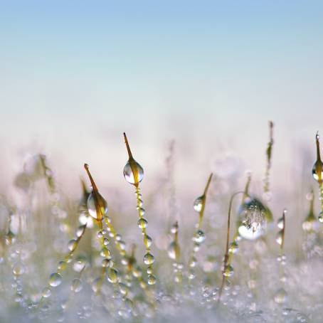 Snow Draped Fields with Snowdrops A Winter Wonderland