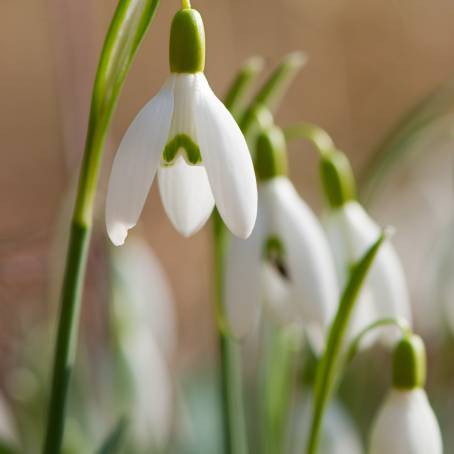 Snowdrops Breaking Through the Snow Winters Promise