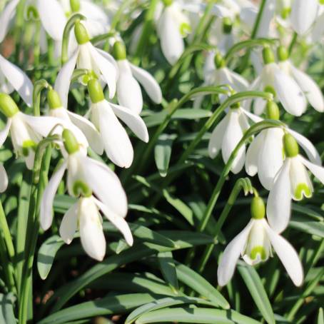 Snowy Garden with Blooming Snowdrops Winter Delicacy