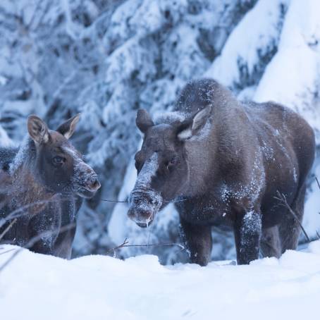 Snowy Lapland Trek with Mother Moose and Calf in Winter