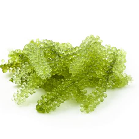 Soft Focus Green Caviar Sea Grapes on White Background