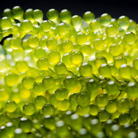 Soft Focus of Sea Grapes Green Caviar Isolated on White Background