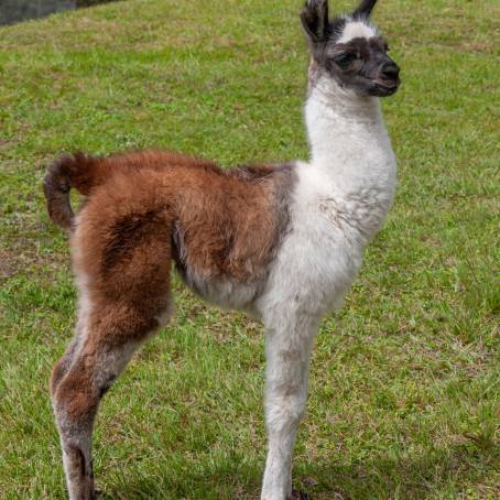 South American Llama, Machu Picchu view