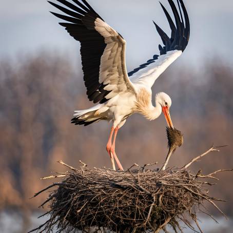 Spring Bird Photography White Stork with Twig Returning to Nest for Nest Building