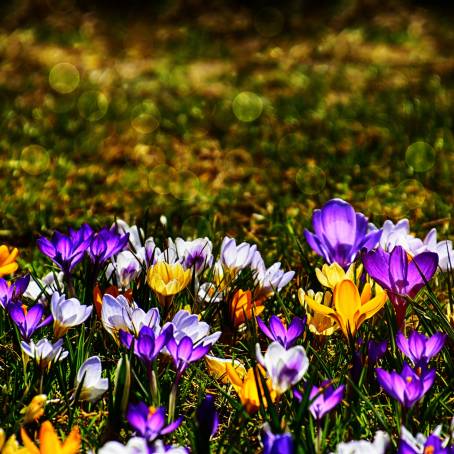 Spring Crocus Flowers Glowing in the Sunlight