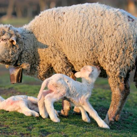 Spring First Lambs with Their Mothers A Joyful Reunion