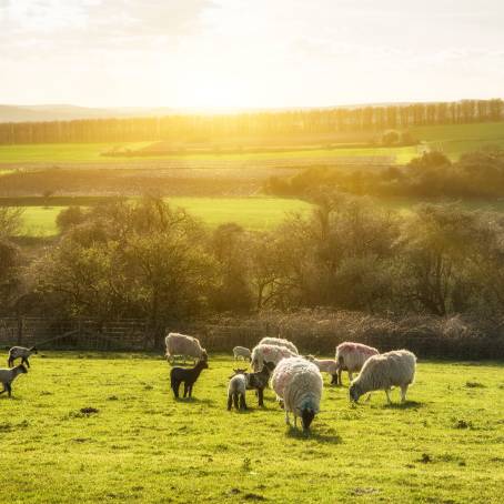 Spring Lambs Dancing in Sunlit Pastures