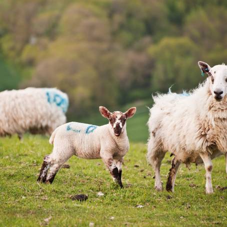 Spring Lambs Frolicking in Fresh Green Meadows