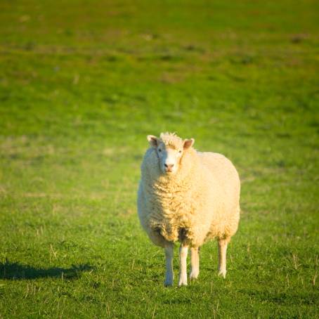 Spring Lambs Grazing in Verdant Fields A Picture of Peace