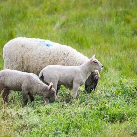 Spring Lambs with Their Mothers A Portrait of Care and Nurture