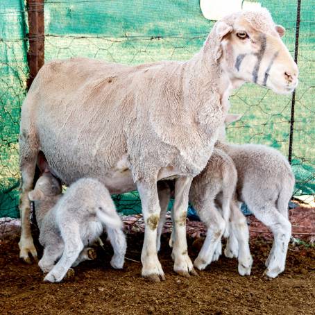 Spring Lambs with Their Mothers A Tender Moment in Nature