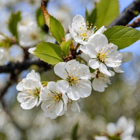 Spring White Cherry Blossoms Natures Floral Display